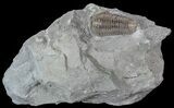 Prone Flexicalymene Trilobite In Shale - Ohio #52666-2